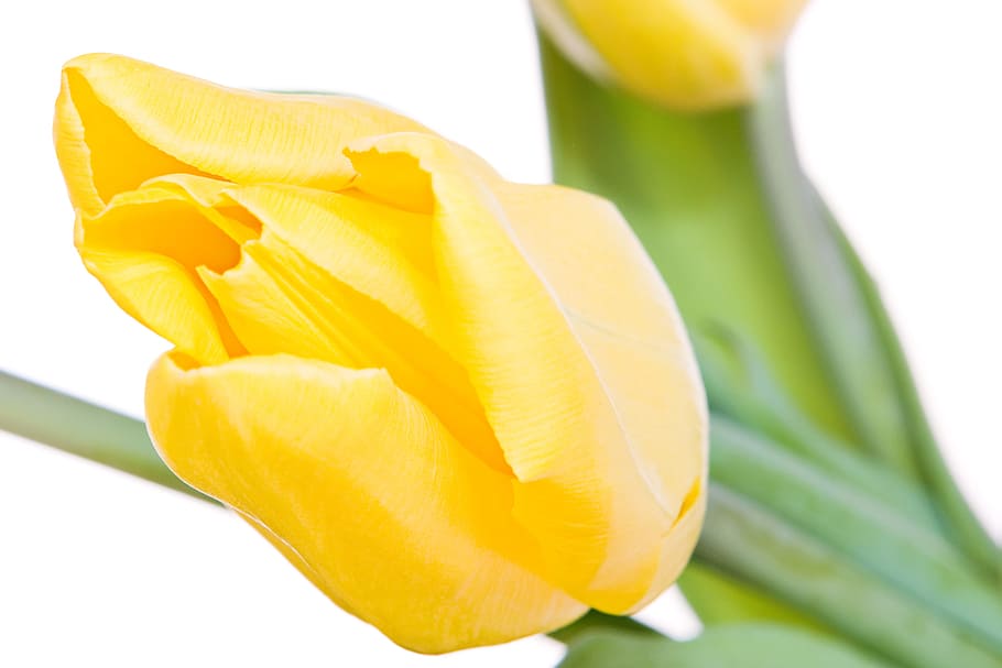 tulip, closeup, isolated, two, natural, on, green, flowers HD wallpaper
