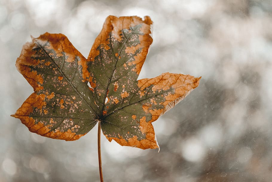 Selective Focus Photography of Gray and Orange Leaf, blurred background HD wallpaper