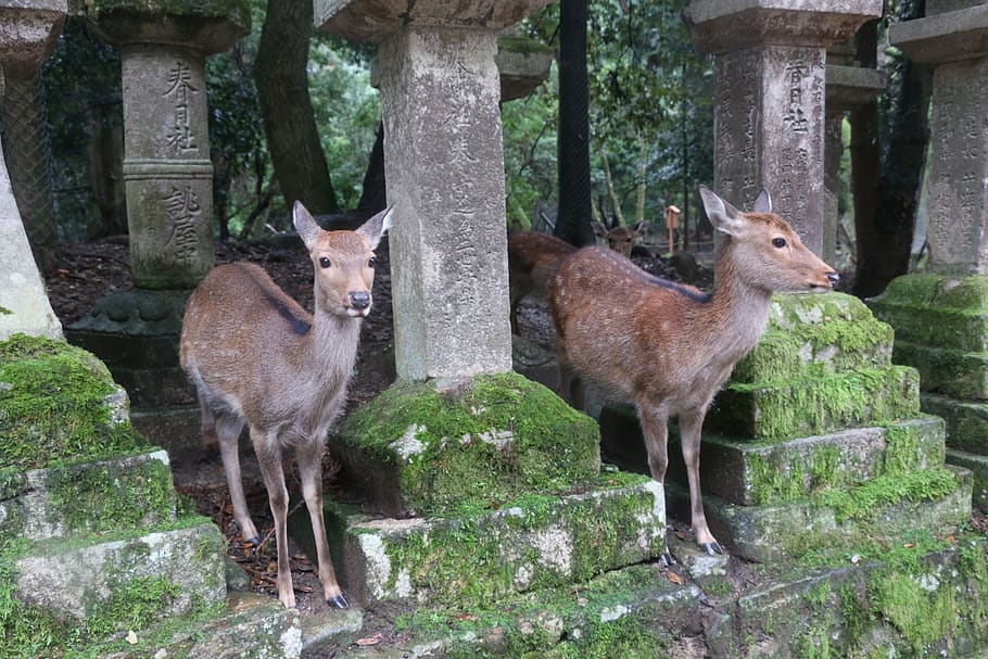 nara, small deer, kasuga taisha shrine, group of animals, mammal, HD wallpaper