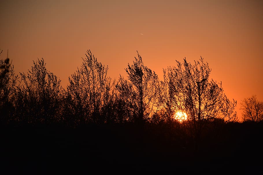 sunset, trees, evening, forest, sunlight, calm, scenic, twilight HD wallpaper