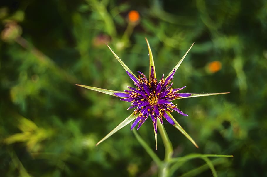 spain, nature, macro, flower, spring, plant, wild, flowering plant HD wallpaper