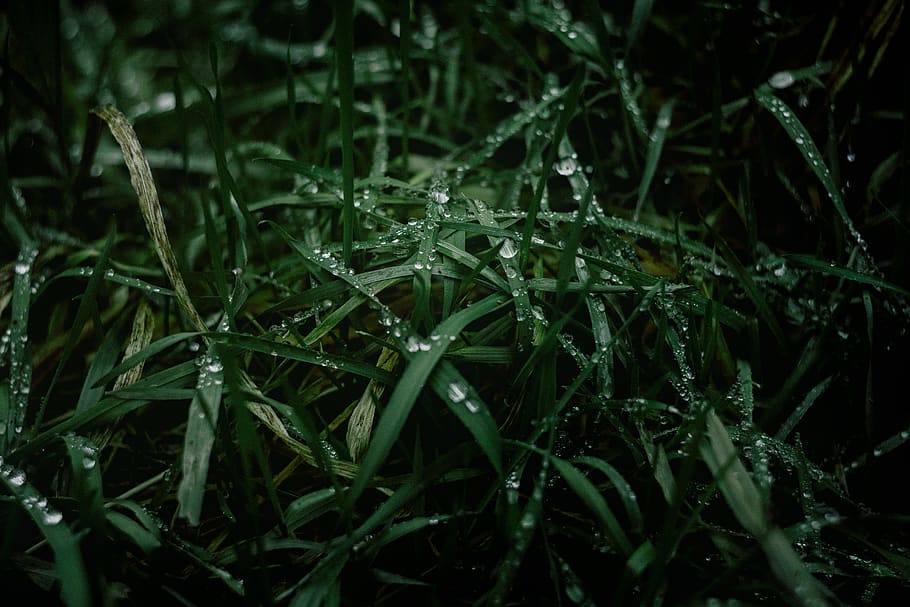 green grass, plant, flora, acanthaceae, flower, blossom, fern HD wallpaper