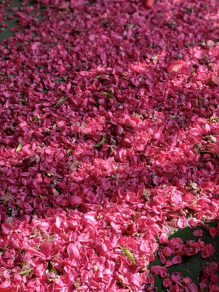 pink-petaled flowers, blossom, plant, hong kong, 171-199號 sha tsui rd HD wallpaper