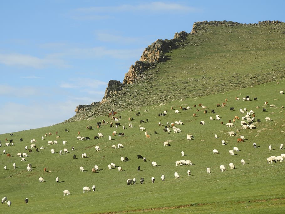 mountains, summer, alpine meadows, goats, sheep, herd, pasture HD wallpaper