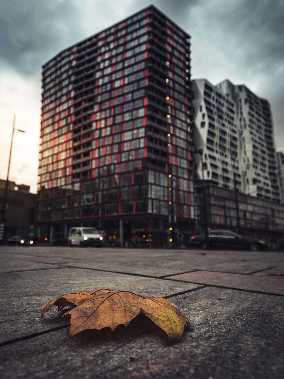 house, building, leafe, tram, skyline, city, abstract, dutch HD wallpaper