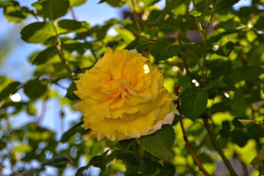 rose, yellow, nature, romantic, beauty, rose bloom, floral HD wallpaper