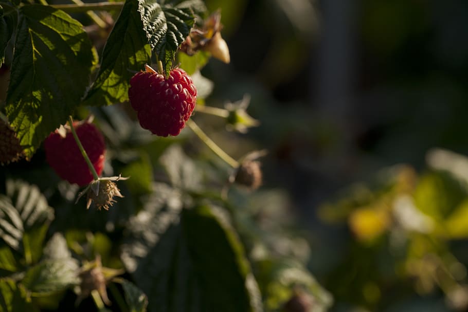 united states, seattle, raspberry, fruit, food, garden, growth HD wallpaper