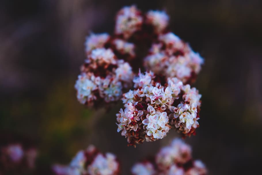flower, trees, closeup, flowering plant, fragility, freshness HD wallpaper