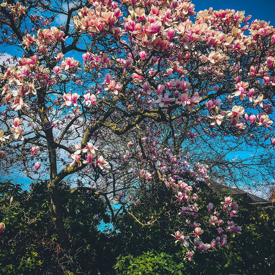 Pink Flowers Photo, beautiful, bloom, blooming, blossom, branch HD wallpaper