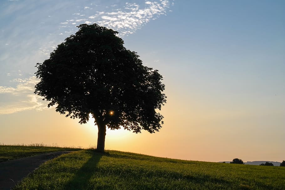 tree, dusk, nature, sunset, meadow, sky, plant, field, tranquility HD wallpaper