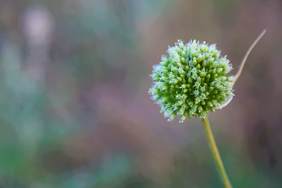 plant, nature, flower, spring, growth, beauty in nature, fragility HD wallpaper