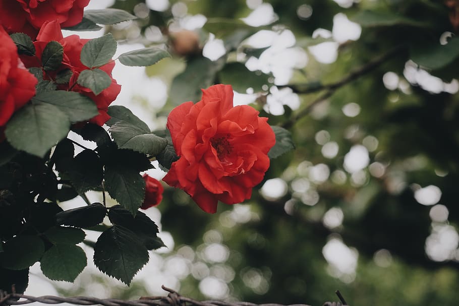 plant, flower, flowering plant, beauty in nature, freshness HD wallpaper