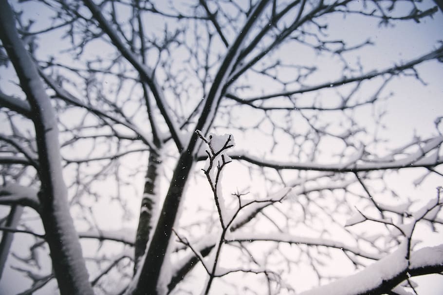 tree, plant, branch, snow, winter, cold, bare tree, cold temperature HD wallpaper