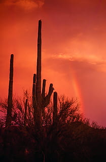 Rainbow over Saguaro Cactus during sunset, arizona, beautiful HD wallpaper