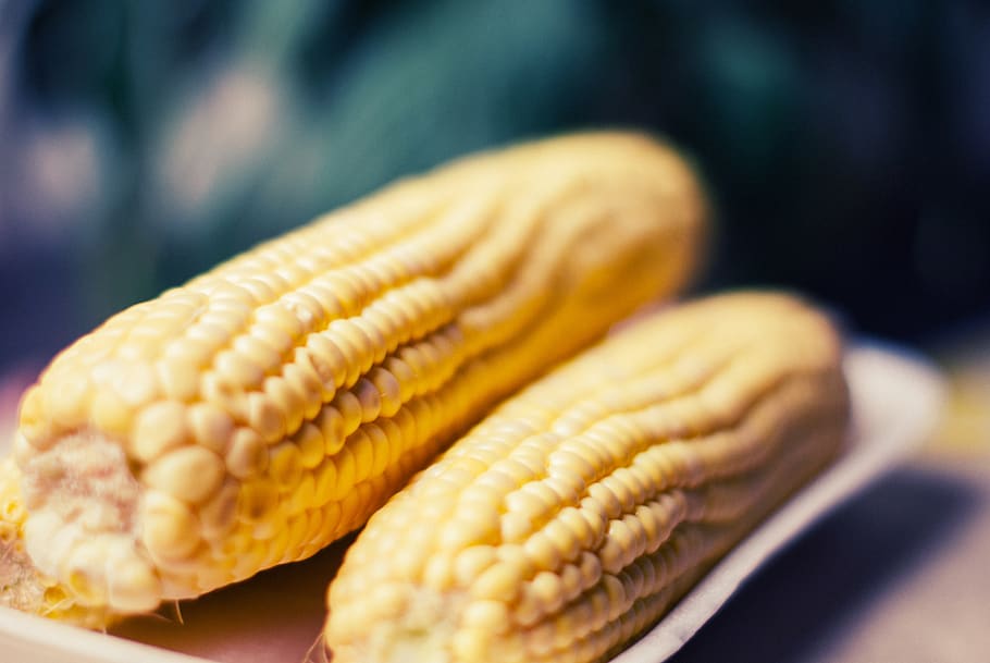 corn on the cob, food, food and drink, close-up, freshness HD wallpaper