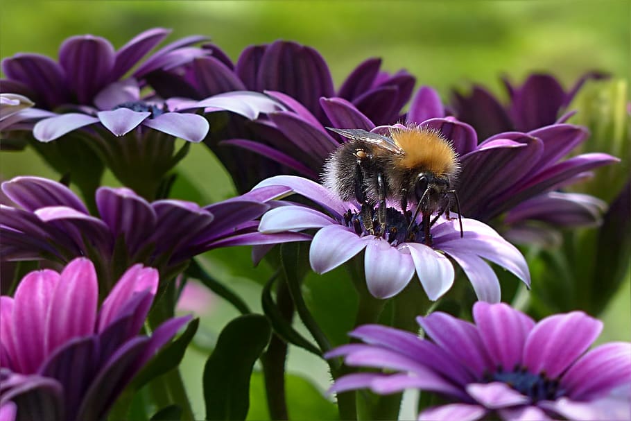 Selective Focus Photography of Purple Petaled Flowers, beautiful HD wallpaper
