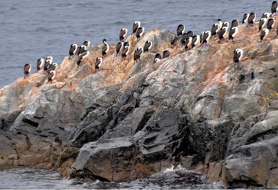Flock of Penguins on Rock, animals, beach, daylight, landscape HD wallpaper