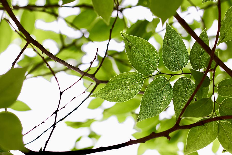 plant, leaf, veins, tree, green, animal, droplet, sunlight HD wallpaper