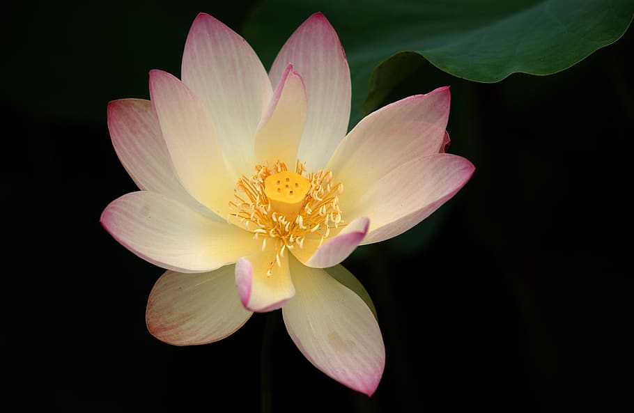 lotus, hope, light, racing, summer flowers, flowering plant HD wallpaper