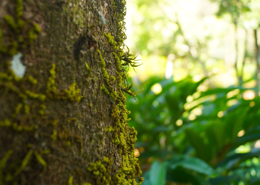tree, stem, green, leaves, oak, plant, tree trunk, growth, green color HD wallpaper