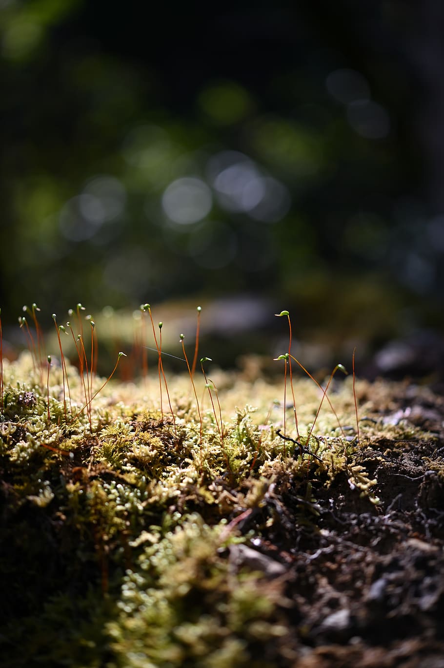 grass, light, sun, sunlight, green, landscape, selective focus HD wallpaper