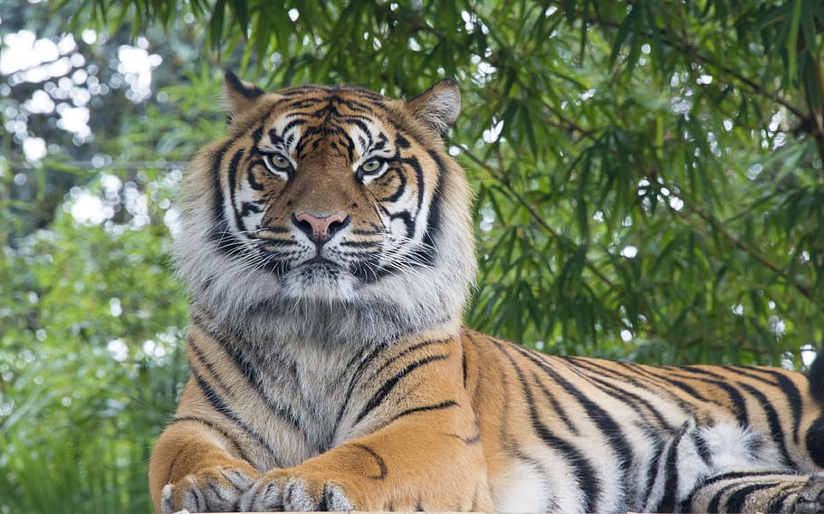 Bengal tiger lying under tree, animal, mammal, wildlife, plant, HD wallpaper