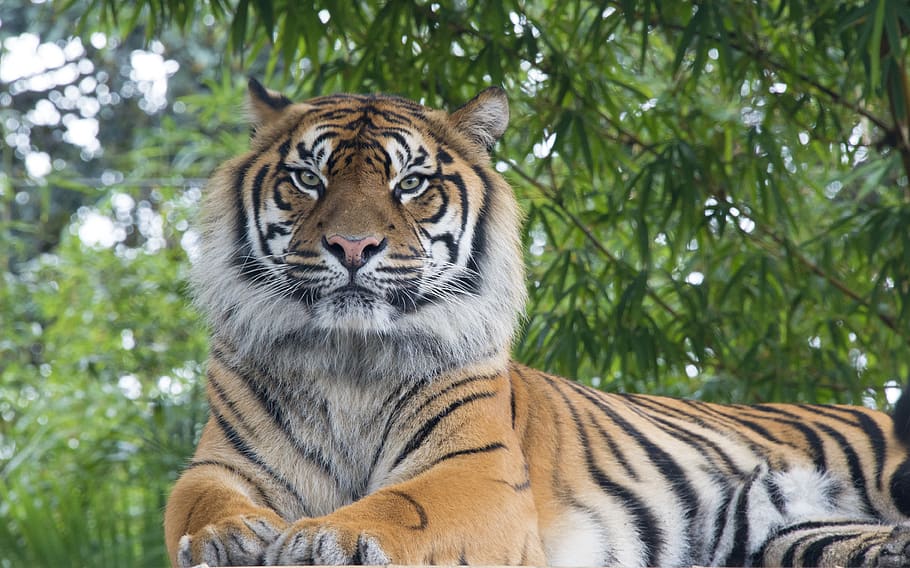 Bengal tiger lying under tree, animal, mammal, wildlife, plant HD wallpaper