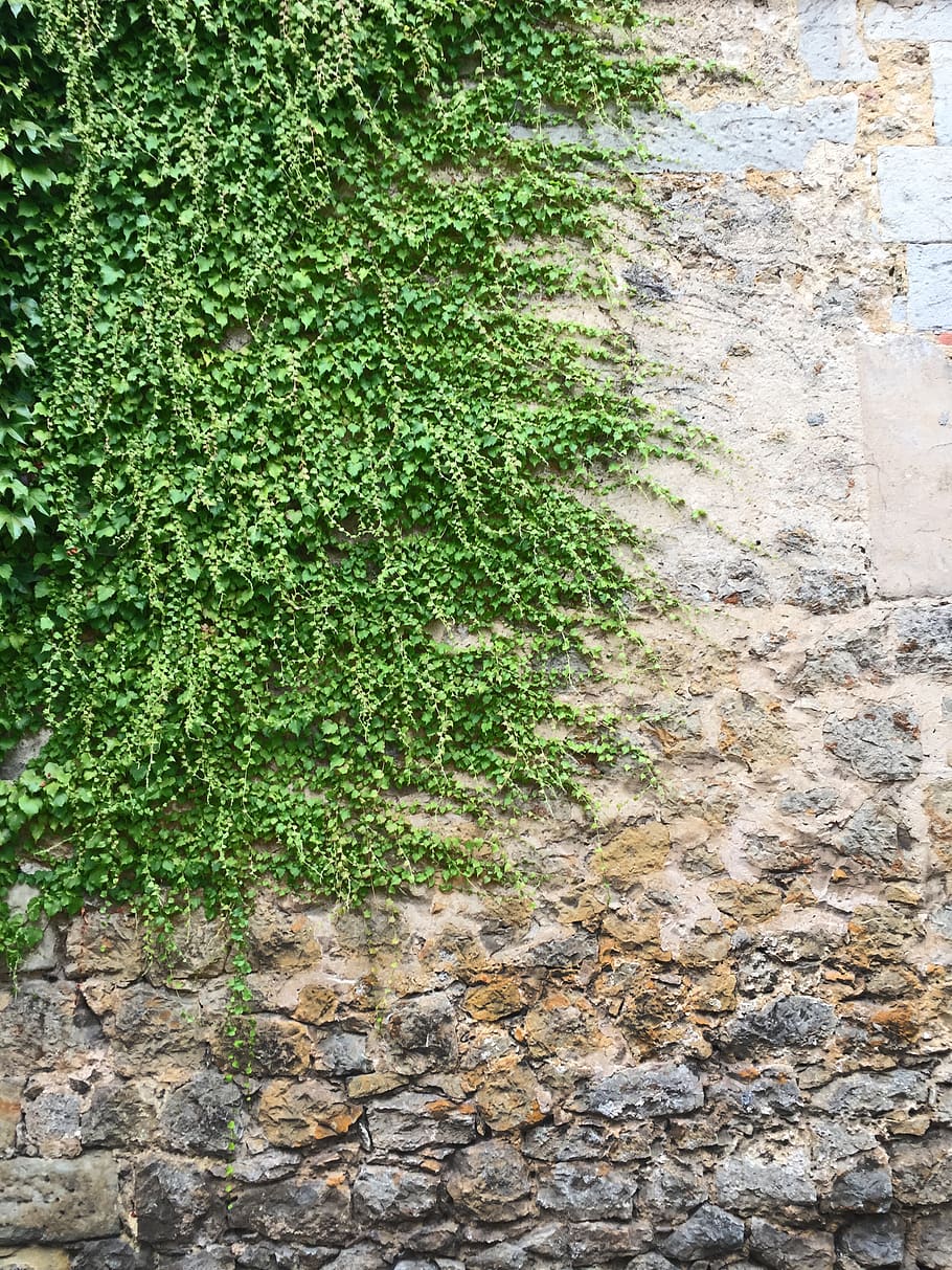 plant, growth, green color, no people, nature, day, wall, wall - building feature HD wallpaper