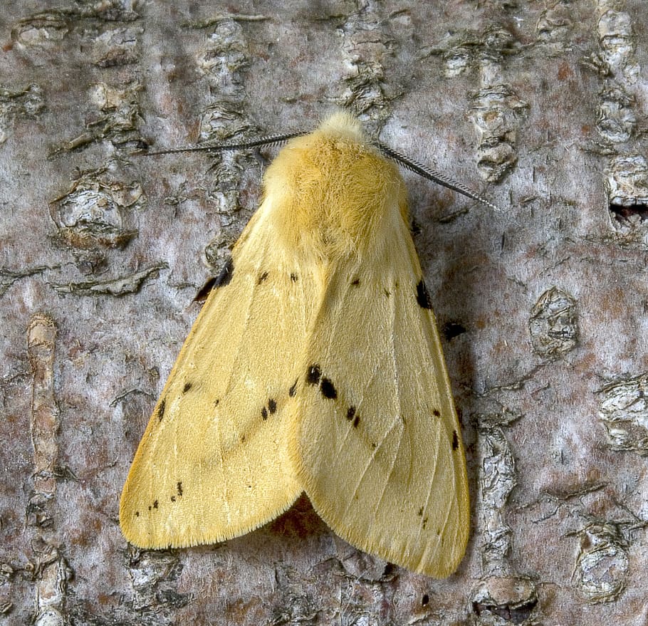 moth, buff-ermine, wings, pattern, insect, nature, colorful HD wallpaper