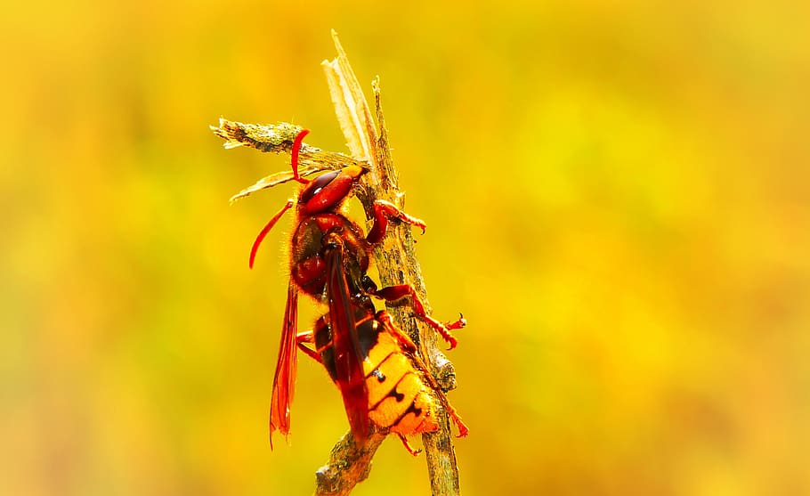 european hornet, insect, work, socket, wood, animals, nature HD wallpaper