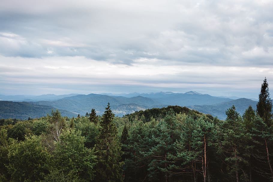 tree, mountain, hill, field, wood, wild, view, sunset, sky HD wallpaper