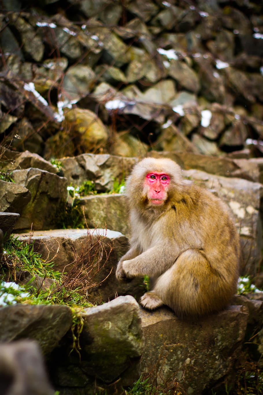 primate sitting on stone, monkey, wildlife, mammal, animal, rock HD wallpaper