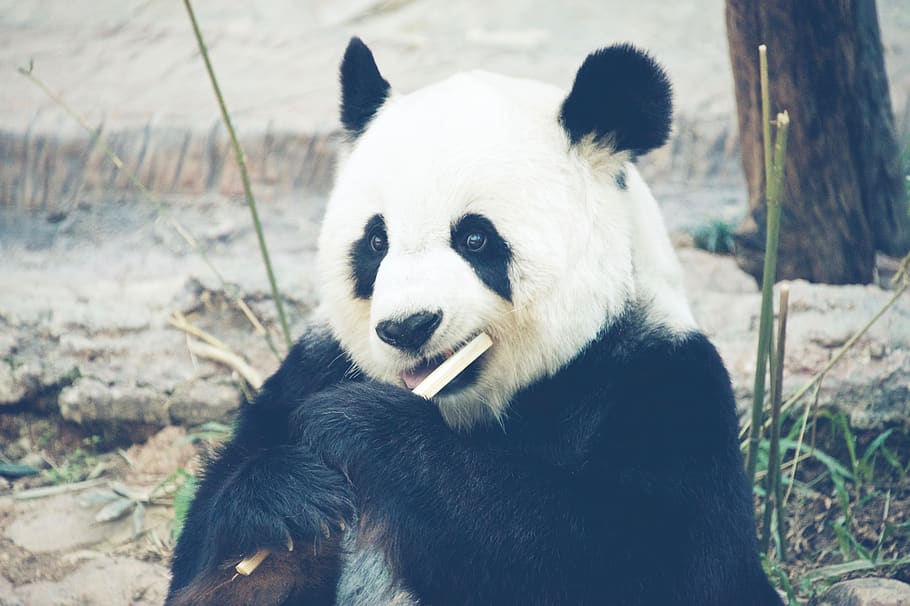 thailand, chiang mai zoo panda house, eating, animal, bamboo, HD wallpaper
