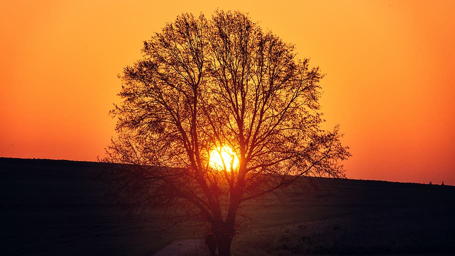tree under clear sky during sunset, outdoors, nature, grassland HD wallpaper