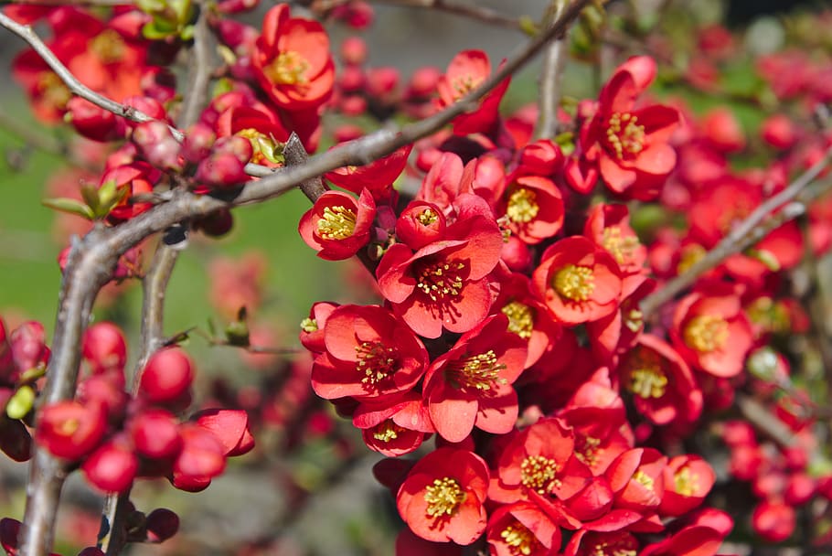 spring, flowers, red, bush, garden, chaenomeles, plant, growth HD wallpaper