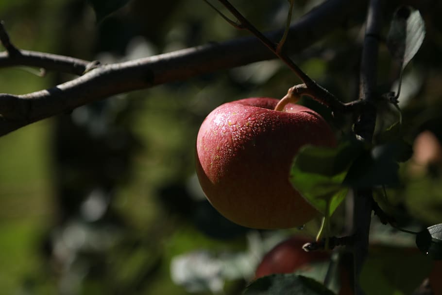 apple, apple tree, fruit, orchard, wood, nature, red, ripe HD wallpaper