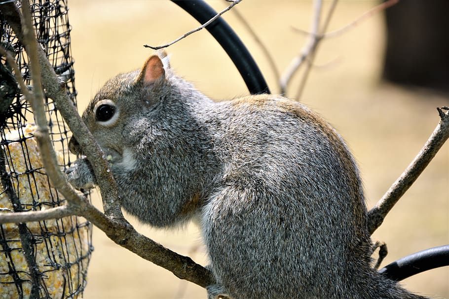squirrel, young, furry, cute, perched, eating, closeup, profile HD wallpaper
