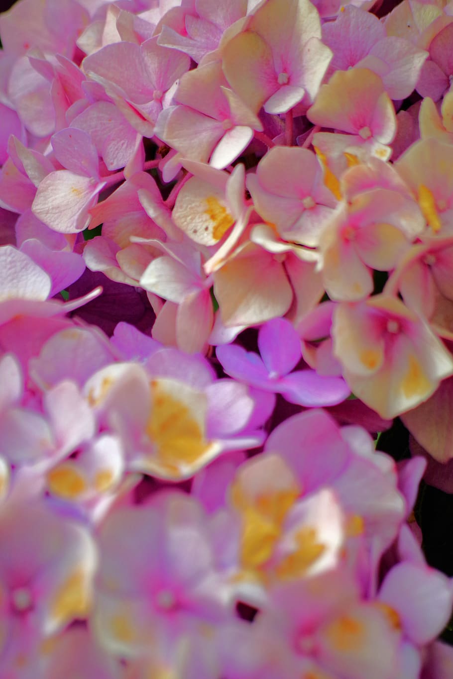 hydrangea flower, pink, garden, blossom, bloom, nature, plant HD wallpaper
