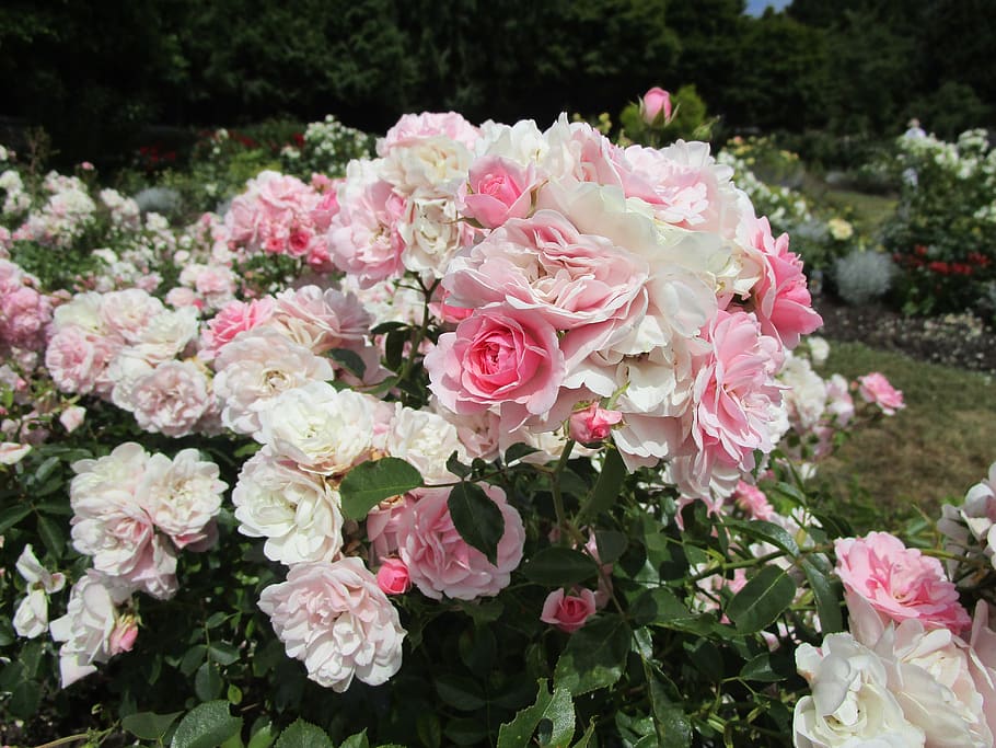 summer, garden, petals, vancouver, queen elizabeth park, plant, HD wallpaper
