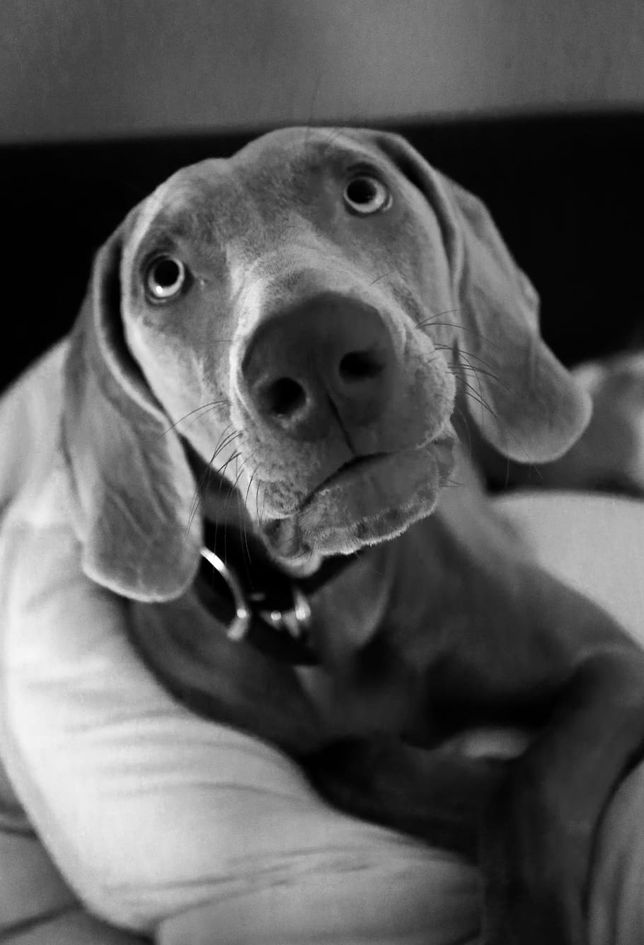 canine, dog, one animal, mammal, domestic, domestic animals HD wallpaper