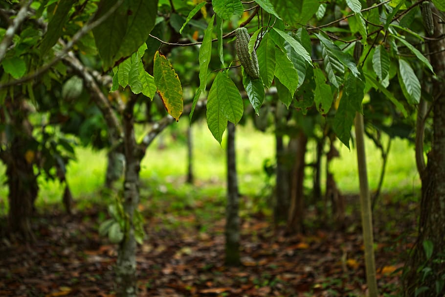 green Cocoa tree with fruit during daytime, plant, growth, plant part HD wallpaper