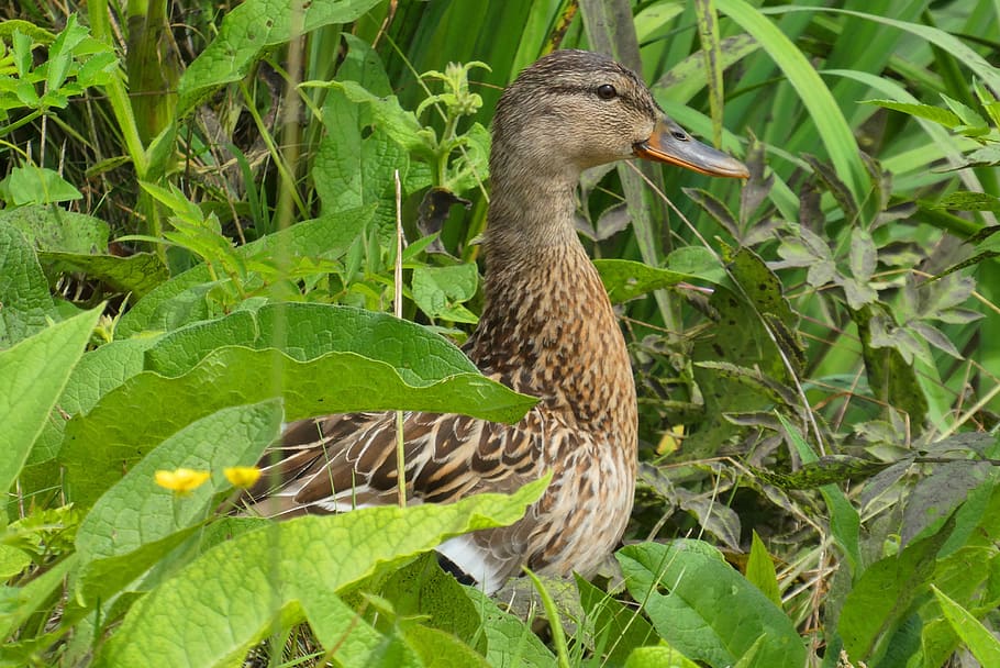 duck, grass, ditch, bird, nature, wild, beak, animal wildlife HD wallpaper