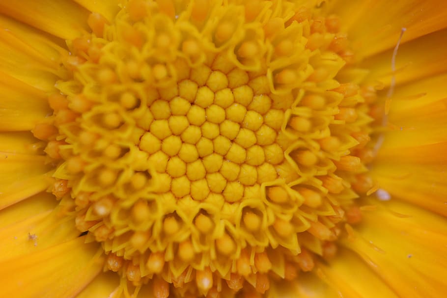 flowers, macro, yellow, petals, microphotographing, pollen HD wallpaper