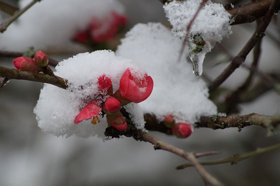 flower, snow, winter, spring, flowers, plants, cold, petal HD wallpaper