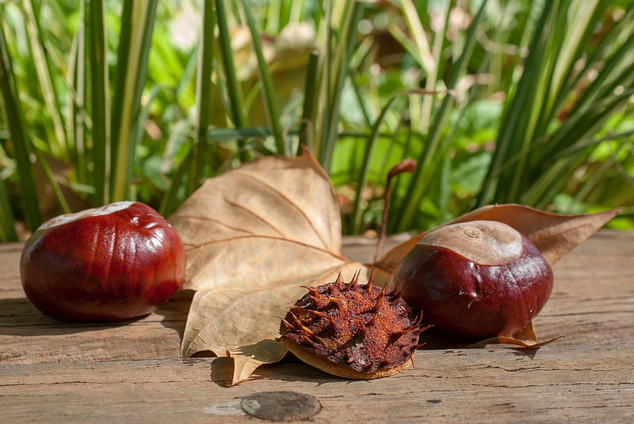 chestnut, fruit, leaf, nature, thorny, horse chestnut, brown HD wallpaper
