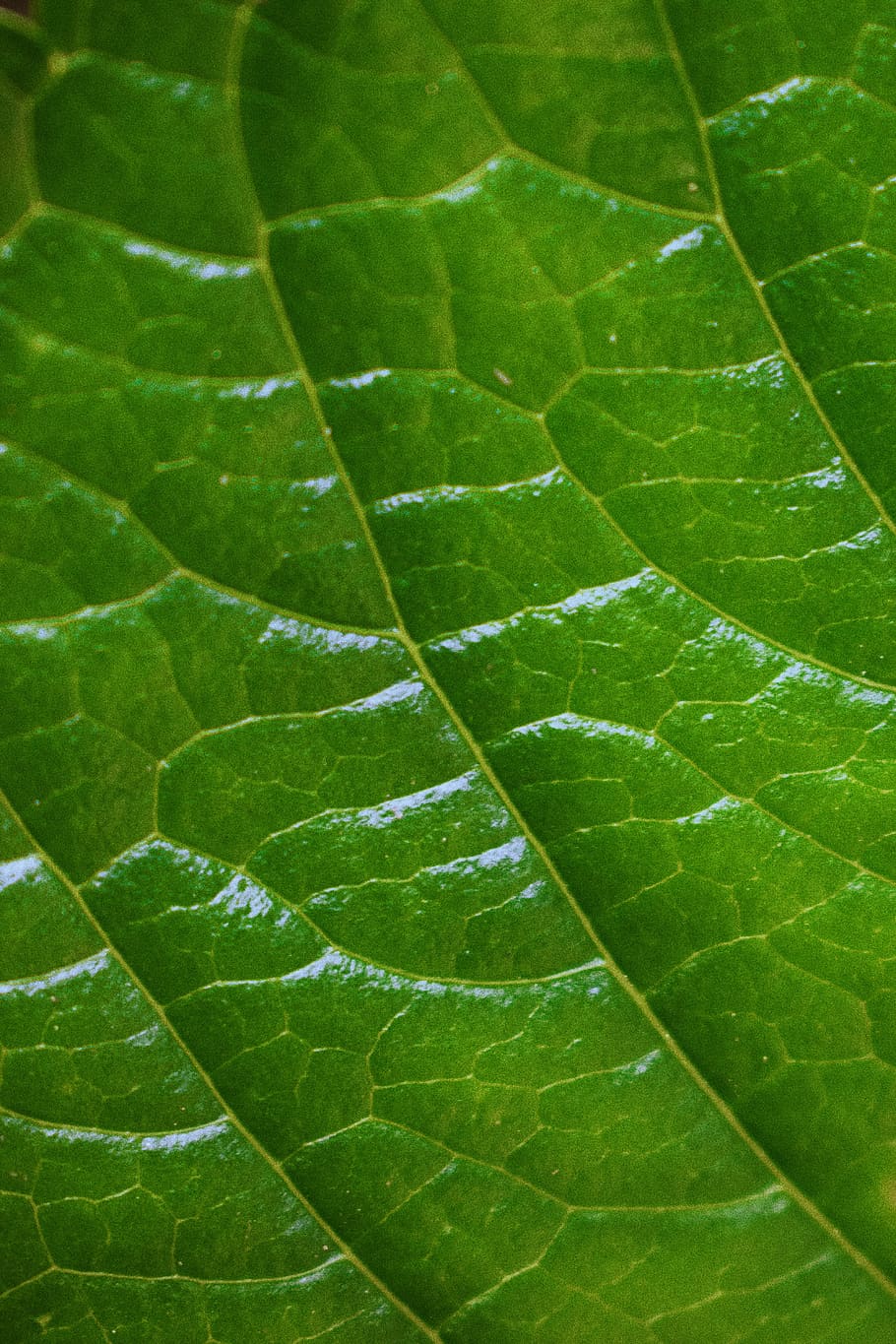 leaf, plant part, green color, close-up, leaf vein, full frame HD wallpaper