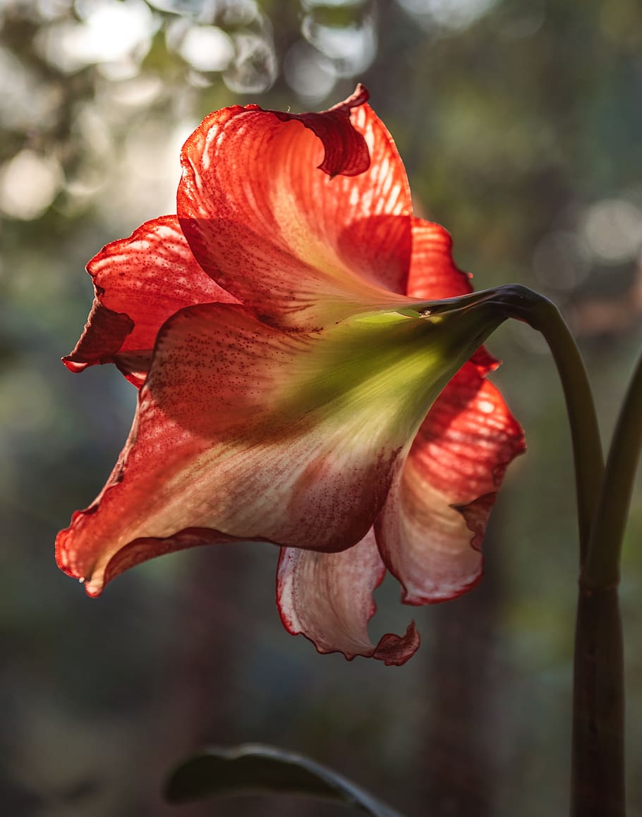 flower, light, texture, flora, flowering plant, vulnerability HD wallpaper