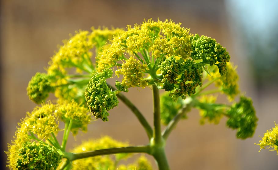 Green Leafed Plant, bloom, blossom, blur, flora, flowers, grow HD wallpaper