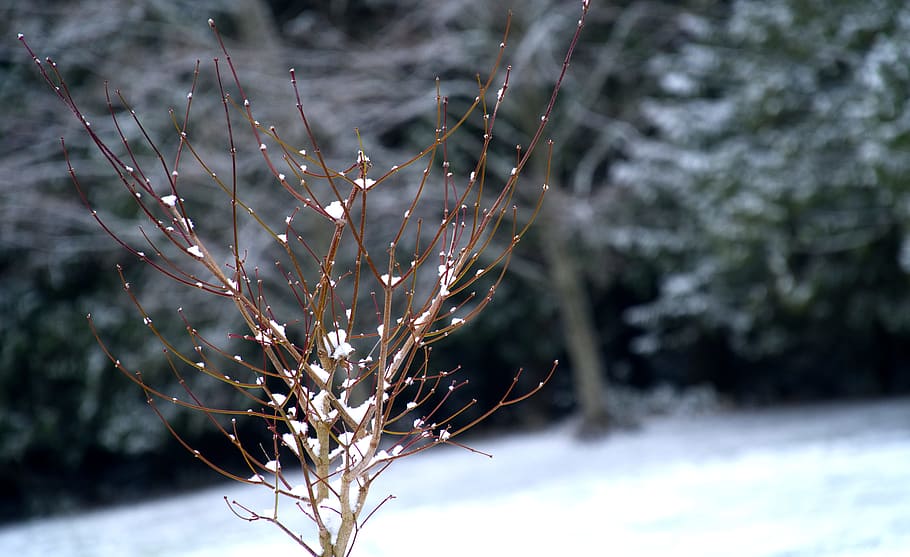 Shallow Focus Photography of Tree Covered with Snow, blur, bright HD wallpaper