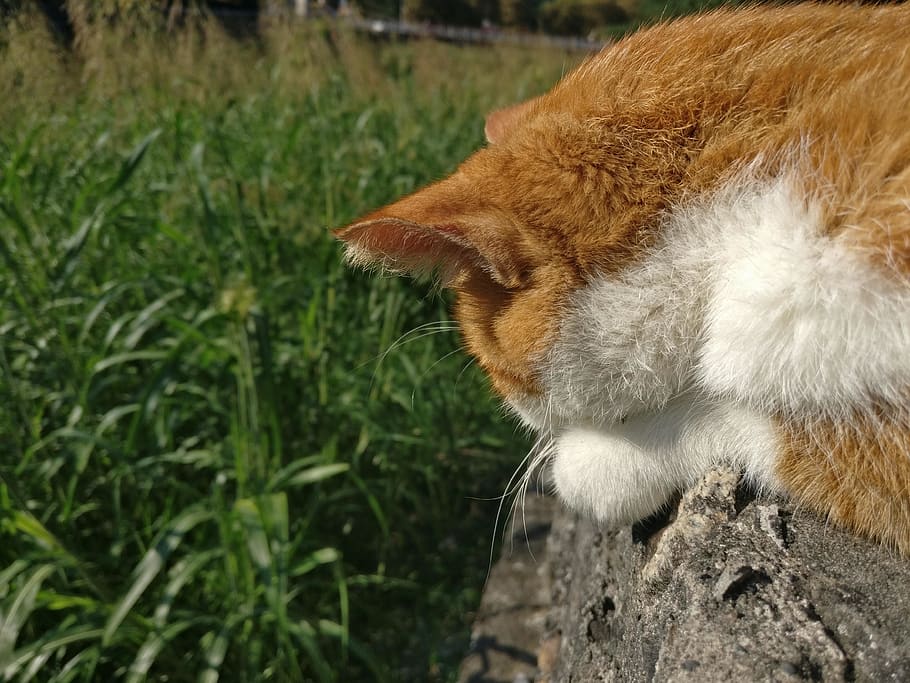 russia, khosta microdistrict, ginger, cat, fur, grass, white HD wallpaper